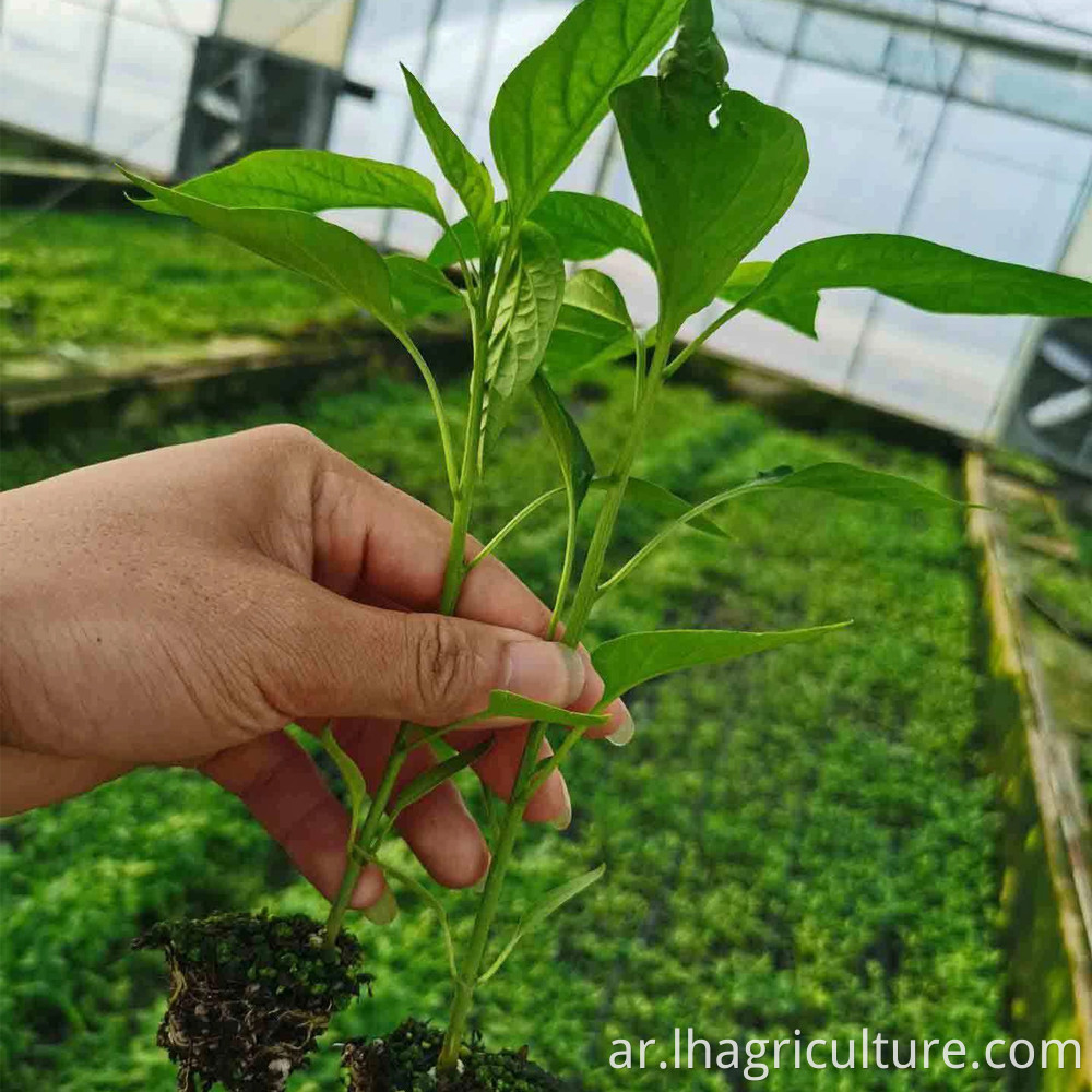 Two Jingtiao Planting